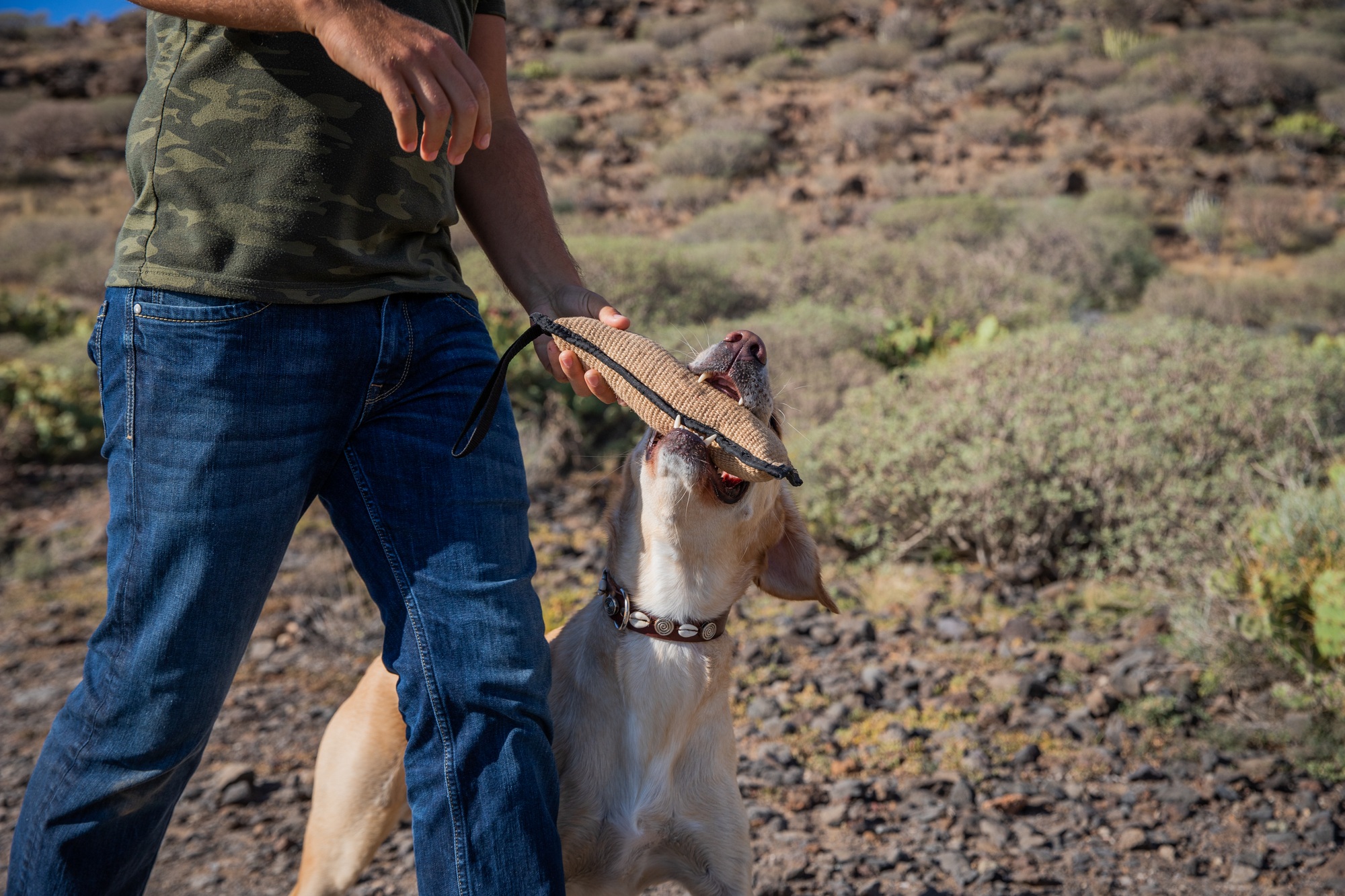 A dog bites the tug toy during a training with his dog trainer