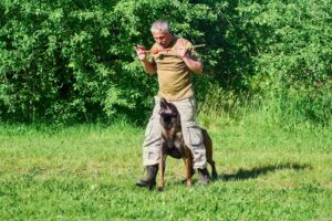 Le rôle crucial du dressage des chiens de chasse dans la protection de la faune