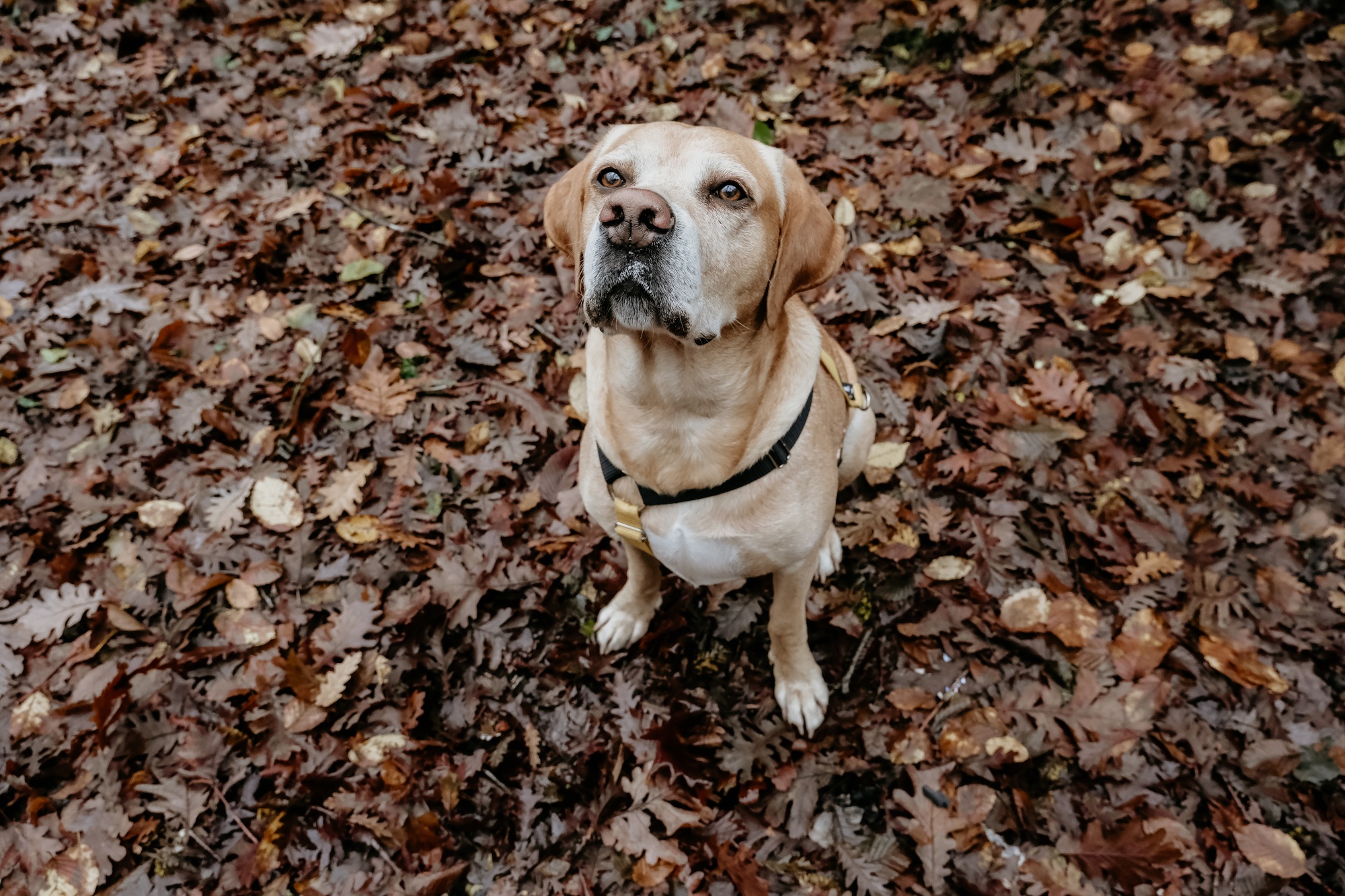 comportement canin