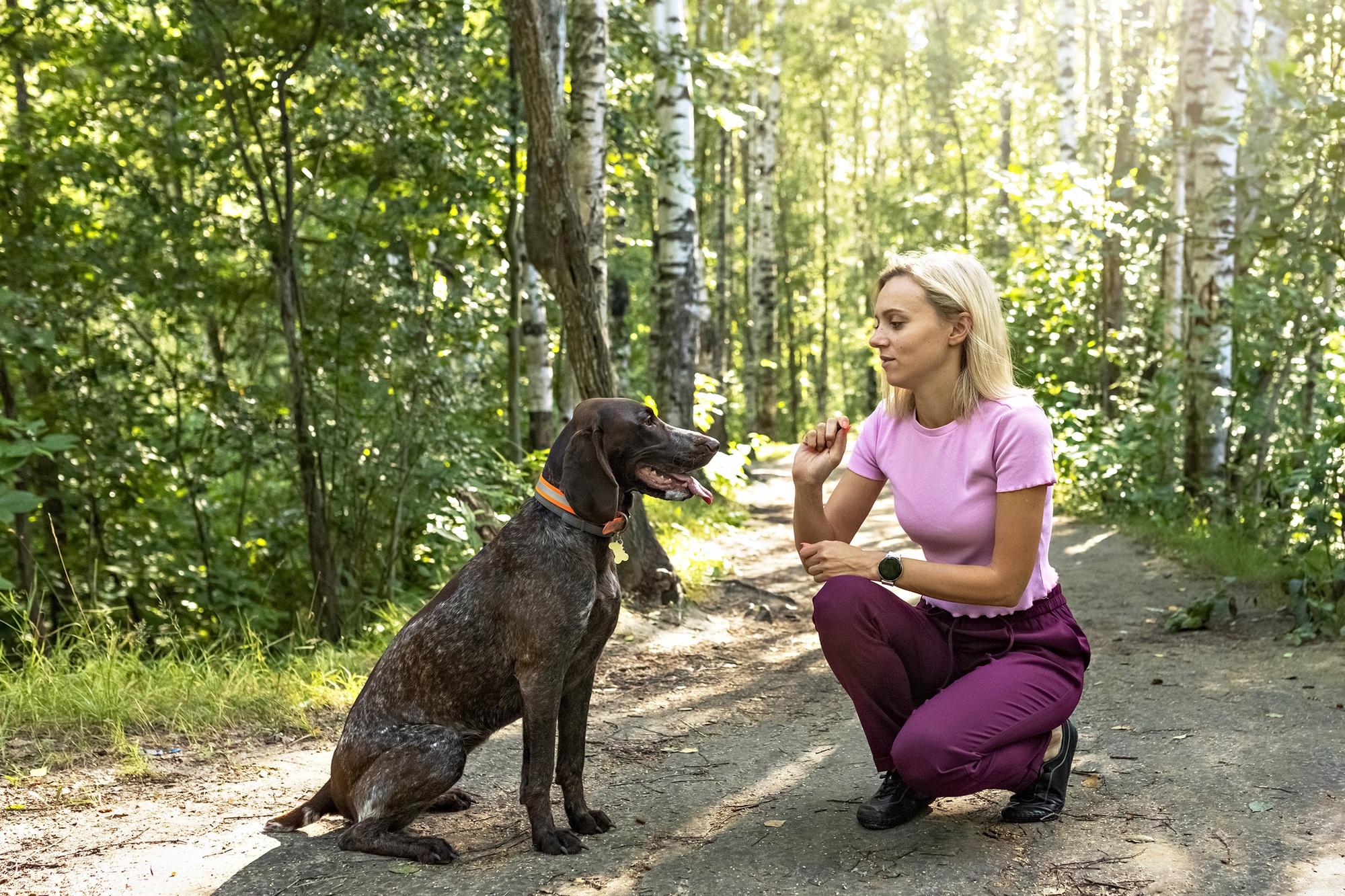 dressage des chiens de chasse