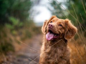 Les plus beaux noms de chien et chienne commençant par v que vous allez adorer