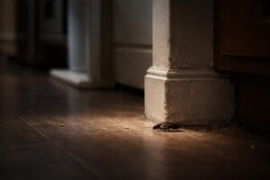 Pourquoi une bête marron dans la maison pourrait être un signe d&rsquo;infestation